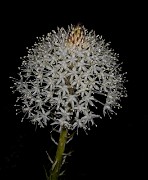 Xerophyllum tenax 20-9712